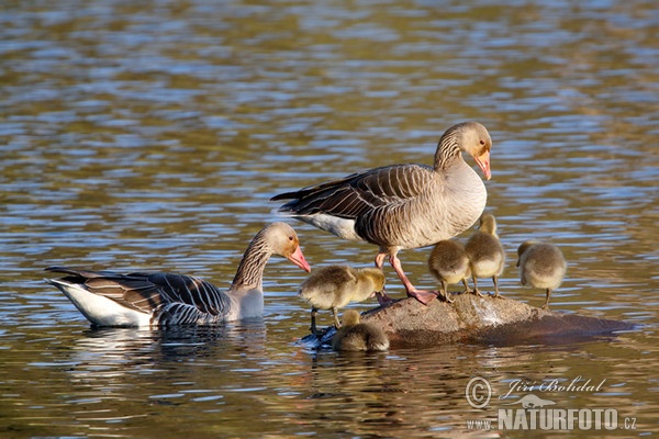 Greylag Goose (Anser anser)