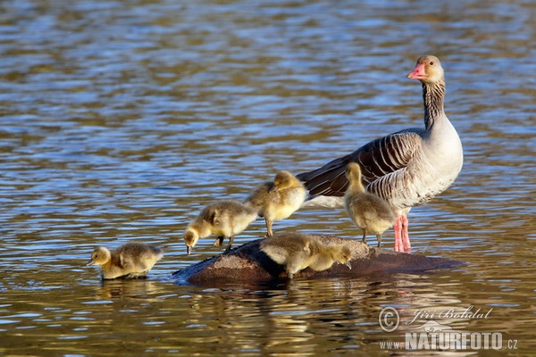 Greylag Goose (Anser anser)