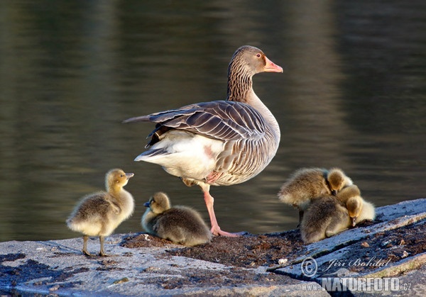 Greylag Goose (Anser anser)