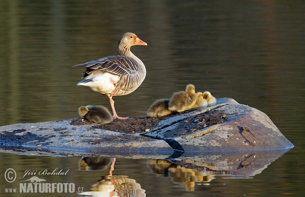 Greylag Goose (Anser anser)