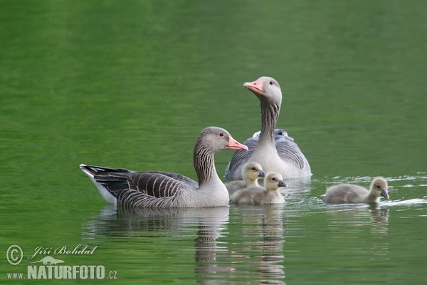 Greylag Goose (Anser anser)