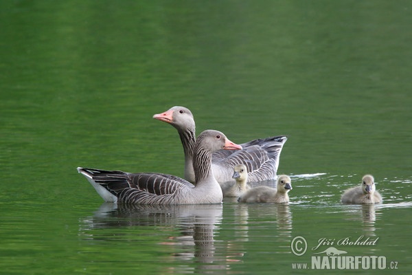 Greylag Goose (Anser anser)