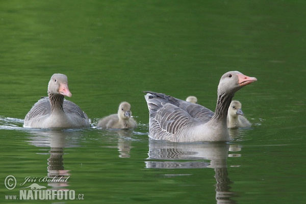 Greylag Goose (Anser anser)