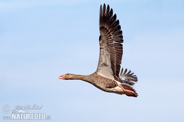 Greylag Goose (Anser anser)