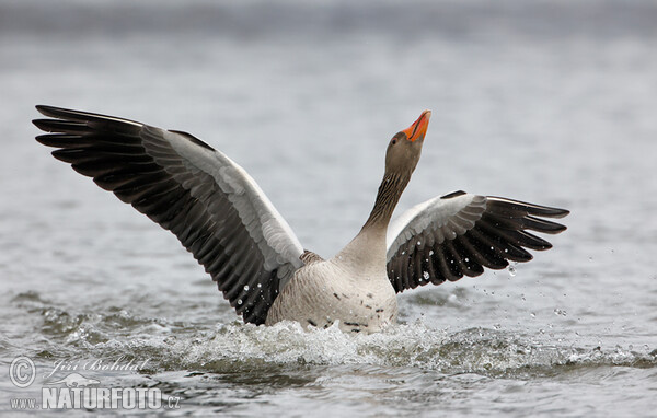 Greylag Goose (Anser anser)