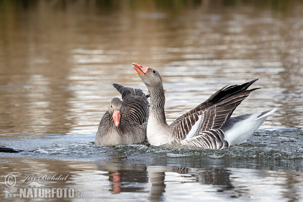 Greylag Goose (Anser anser)