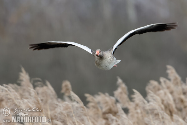 Greylag Goose (Anser anser)