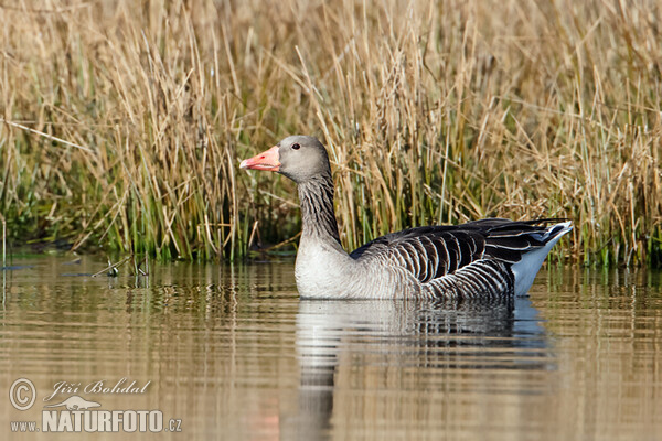 Greylag Goose (Anser anser)