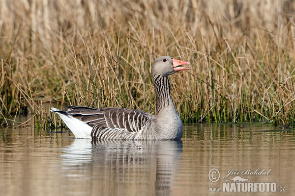 Greylag Goose (Anser anser)