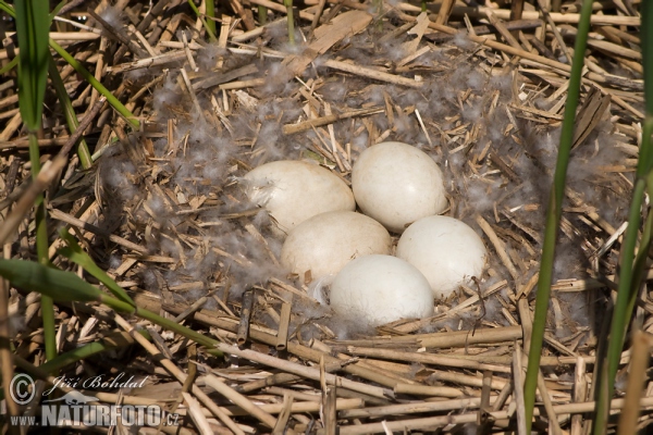 Greyland Goose (Anser anser)