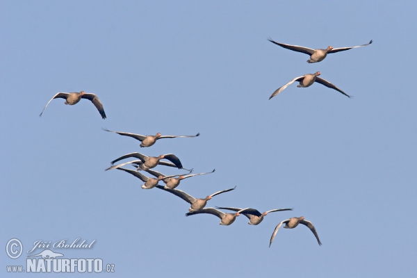 Greyland Goose (Anser anser)