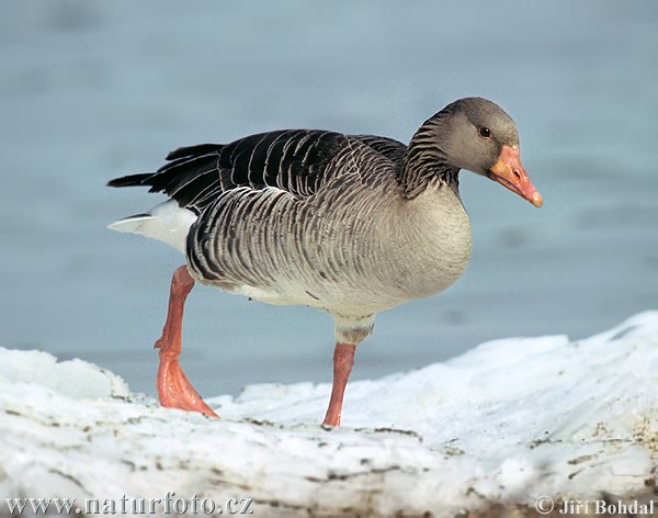 Greyland Goose (Anser anser)
