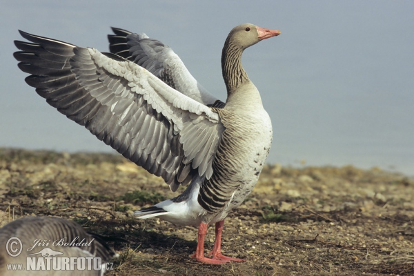 Greyland Goose (Anser anser)