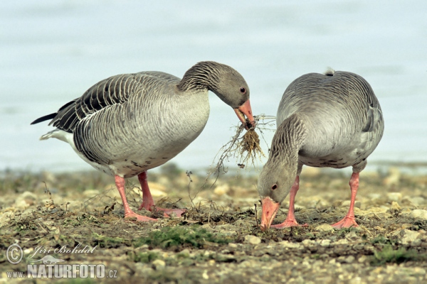 Greyland Goose (Anser anser)