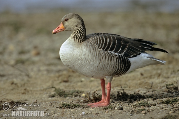 Greyland Goose (Anser anser)