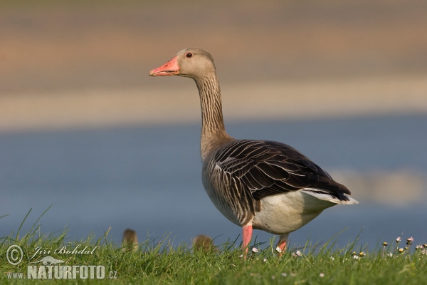 Greyland Goose (Anser anser)