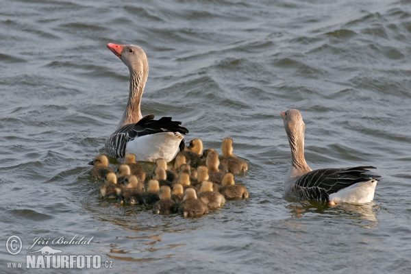 Greyland Goose (Anser anser)