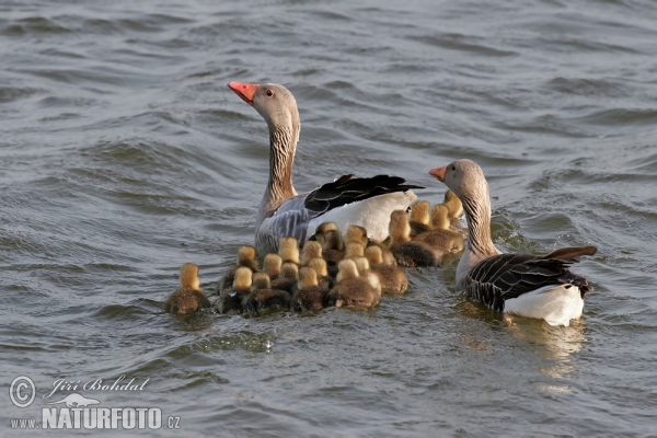 Greyland Goose (Anser anser)