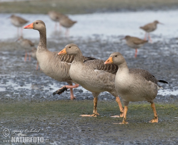 Greyland Goose (Anser anser)