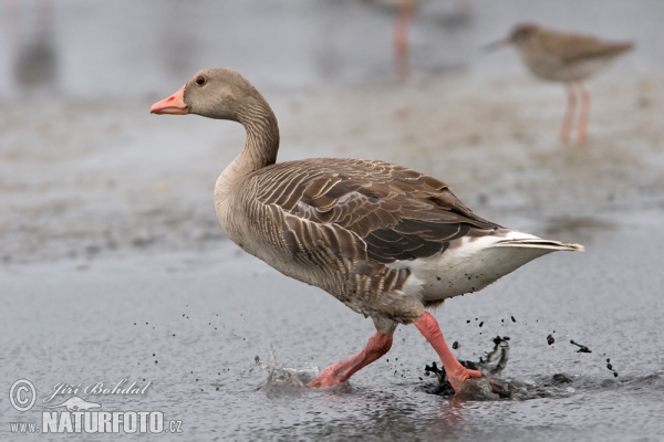 Greyland Goose (Anser anser)