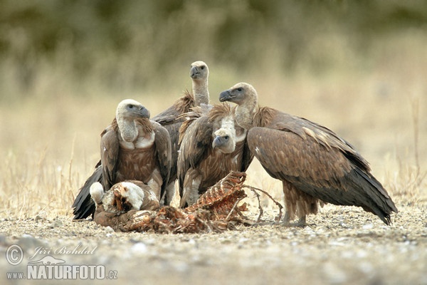 Griffon Vulture (Gyps fulvus)