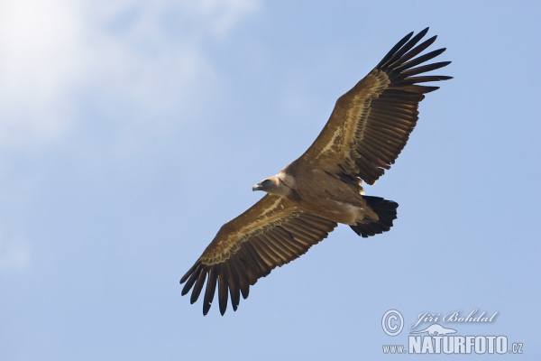 Griffon Vulture (Gyps fulvus)