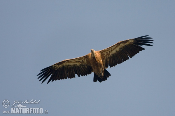 Griffon Vulture (Gyps fulvus)