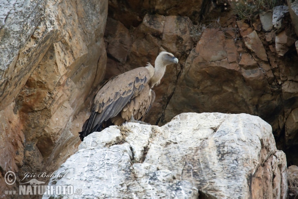 Griffon Vulture (Gyps fulvus)