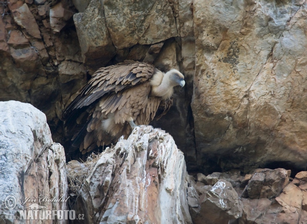 Griffon Vulture (Gyps fulvus)