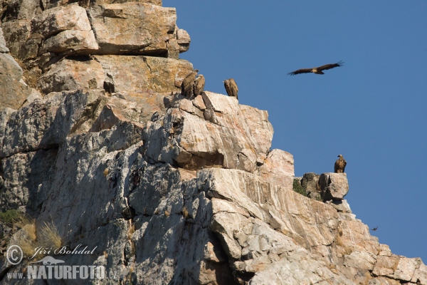 Griffon Vulture (Gyps fulvus)