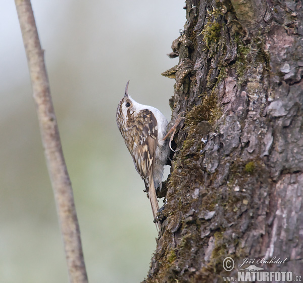 Grimpereau des bois