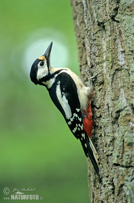 Grote bonte specht