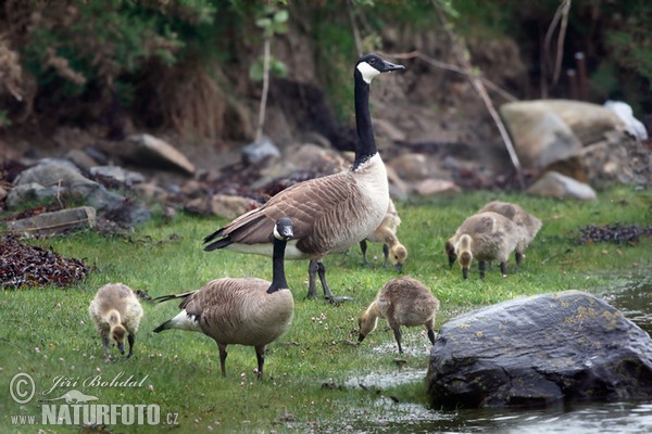 Grote Canadese gans