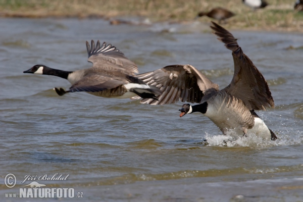 Grote Canadese gans