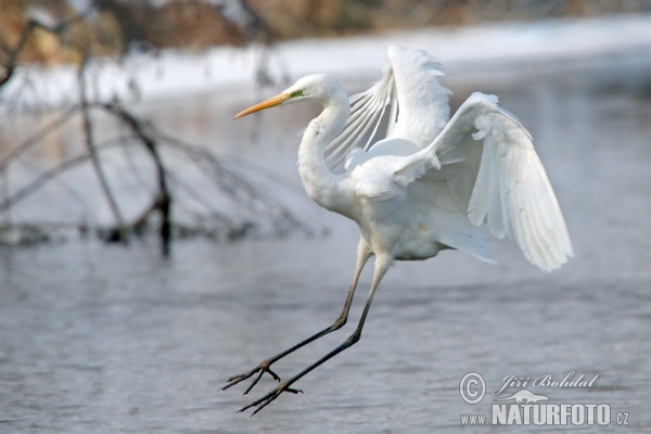 Grote zilverreiger