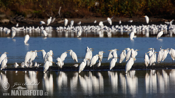 Grote zilverreiger
