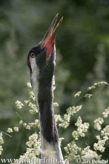 Grue cendrée