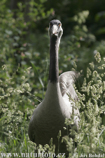 Grue cendrée