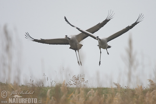 Grulla común