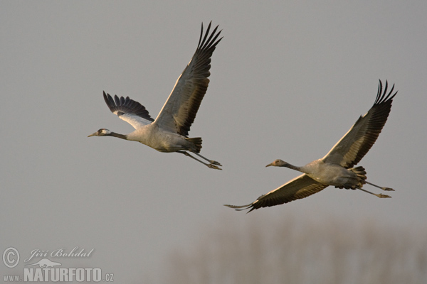 Grulla común