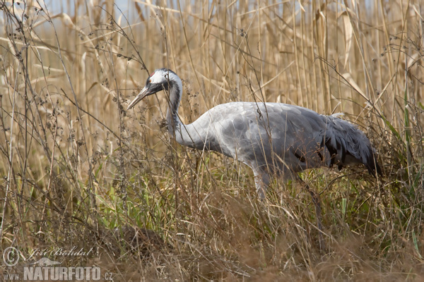 Grulla común