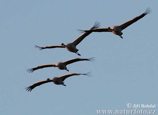 Grulla común