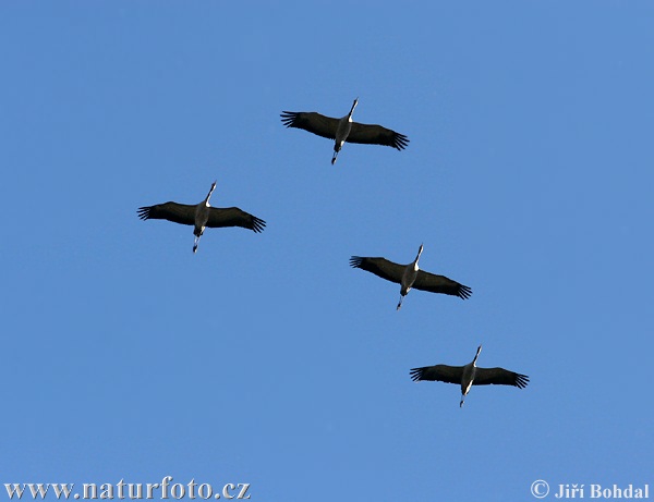 Grulla común