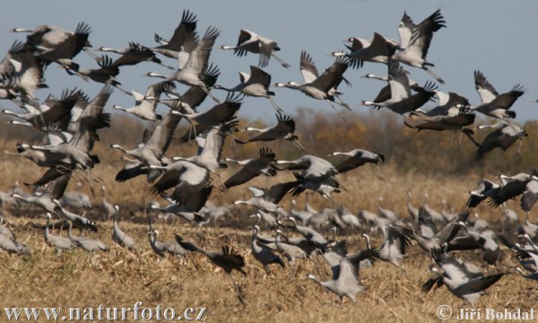 Grulla común