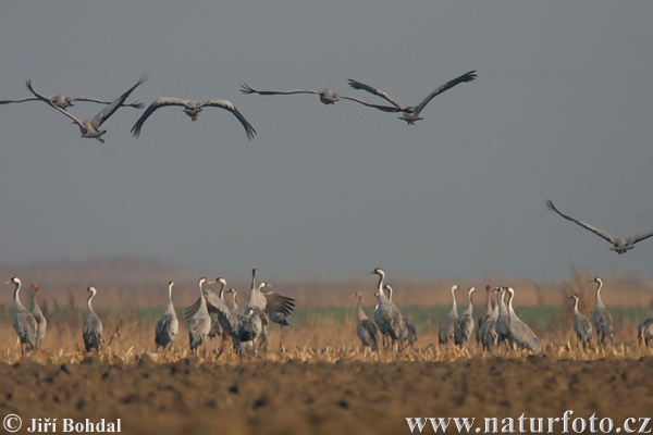 Grulla común