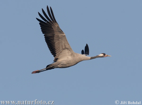 Grulla común