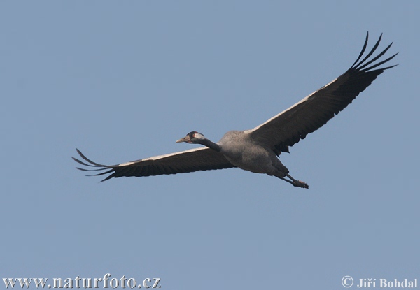 Grulla común