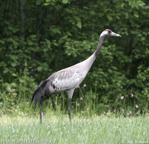 Grulla común