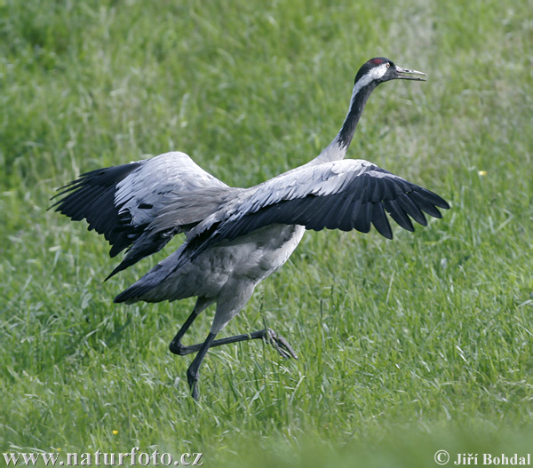 Grulla común