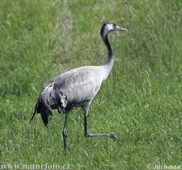 Grulla común